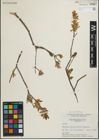 Foto von Salix pedicellaris Pursh